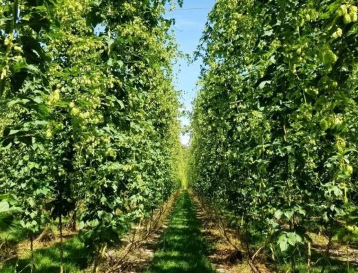 Distribution de Houblon