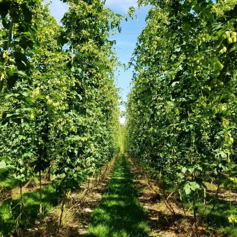 Distribution de Houblon
